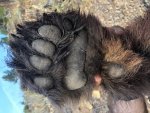 bear paw.jpg