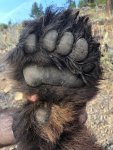 bear paw.jpg