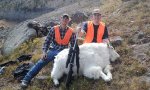 MTNgoat_1.jpg