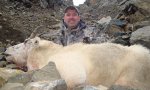 MTNgoat_2.jpg