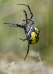 Spider September 2017 a-3400.JPG