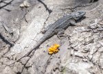 Lizard April  2018 a-8568.JPG