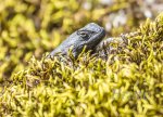 Lizard April  2018 a-8570.JPG