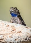 Lizard September 2015 a-6422.JPG