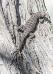 Lizard September 2015 a-6514.JPG