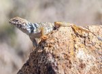 Lizard June 2016-a-3824.JPG