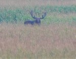 Moose 1.jpg
