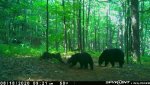 bear pair.jpg