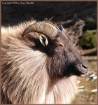 tahr.jpg