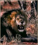 Lion1.jpg