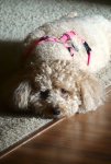 DSC00009 small.JPG
