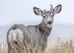 Muley  September 2020 a-1096.JPG