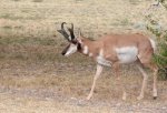 Camp Boss Buck 1.jpg