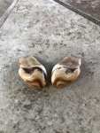 Elk Ivories.jpeg