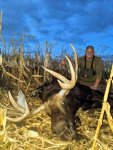 Bull 3 (1).jpg
