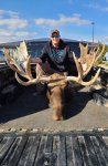 Bull 3.jpg