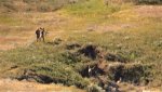 Mule Deer.jpg