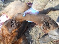 DSCN3293 copy.jpg DSCN3293 copy.jpg