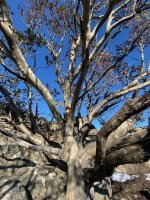 Snowgum.jpg