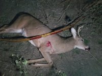 primitive deer kill.jpg