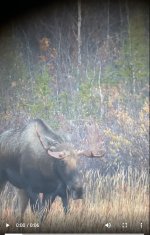 Snap med bull.jpg Snap med bull.jpg