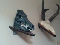 hog skull.jpg
