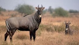 nilgai.jpg