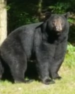 bear.jpeg
