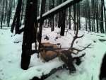 my elk.jpg
