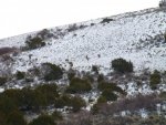 2012Rifle_GrazingElk2.jpg