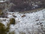 2012Rifle_GrazingElk1.jpg