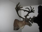 caribou mount 1.jpg