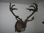 caribou mount.jpg