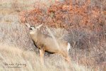 New Mexico Buck 2014 Bessie Young Photography copy 2.jpg
