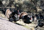 steelheadturkey6a.jpg