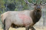 target bull.jpg