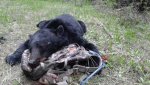 black bear 2.jpg