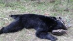 black bear 1.jpg