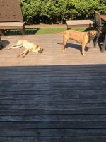 IMG_3673.jpeg