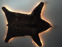 26F0C719-EE70-4CEE-B41A-E470125BF814.jpeg