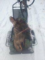 moose 2.jpg