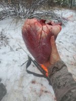 moose 4.jpg