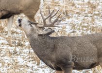 Bucks November 2020 a-5150.JPG
