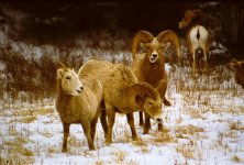 3sheep2.jpg