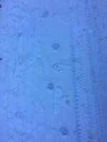 IMG_3330.JPG