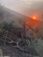 mollee deer 1.jpg