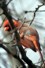 Cardinal4.JPG