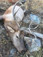 elk4.jpg