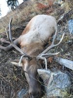 elk5.jpg