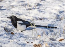 Snow Magpie November 2020 a-5261.JPG